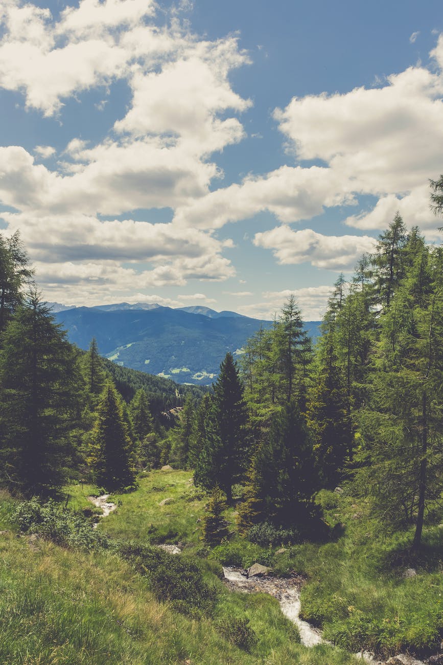 green pine trees under blue sky and white clouds