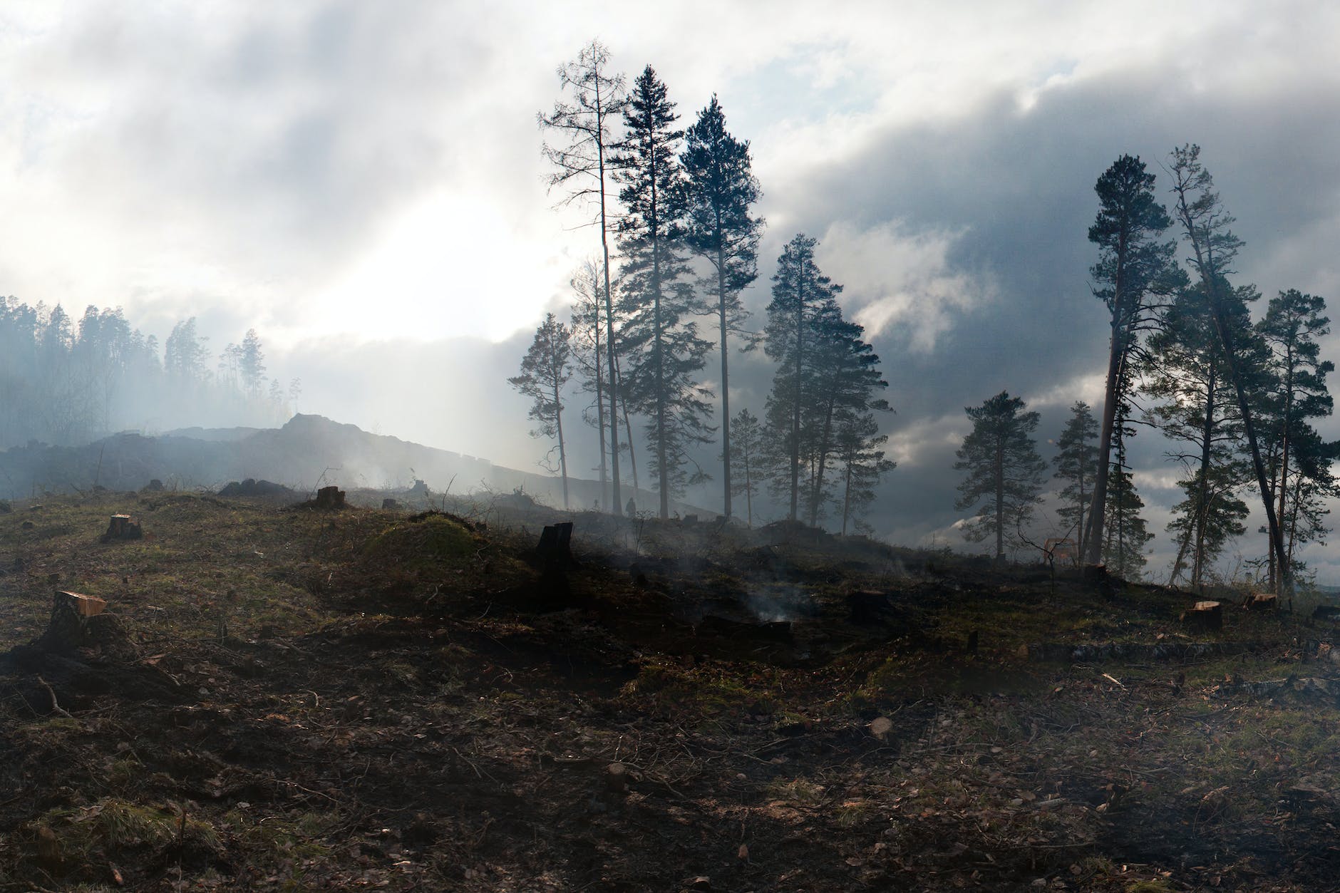 forest and burnt stumps in huge smoke